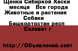 Щенки Сибиркой Хаски 2 месяца - Все города Животные и растения » Собаки   . Башкортостан респ.,Салават г.